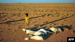 FILE - A boy looks at a flock of dead goats in a dry land close to Dhahar in Puntland, northeastern Somalia, Dec. 15, 2016. Drought in the region has severely affected livestock for local herdsmen.
