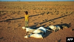 FILE - A boy looks at a flock of dead goats in a dry land close to Dhahar in Puntland, northeastern Somalia, on December 15, 2016. Drought in the region has severely affected livestock for local herdsmen.