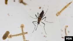 Los síntomas del dengue incluyen fiebre alta, dolores de cabeza, articulaciones, dolores musculares, vómitos y erupción cutánea. La mayoría de las personas con dengue se recuperan en dos semanas.