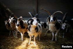Jacob sheep stand in their barn in Ramot Naftali, Israel, Feb. 21, 2018.