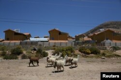 Llamas walk in a garden in the town of Nueva Fuerabamba in Apurimac, Peru, Oct. 3, 2017.