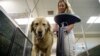 Anjing Pegang Peran Penting dalam Pengembangan Terapi Kanker