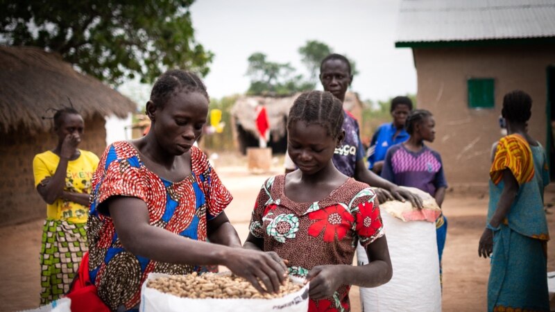 Centrafrique: la filière de l'arachide freinée par le conflit