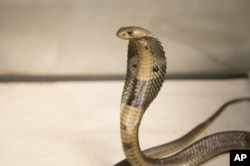 FILE - A Dec. 18, 2015, photo provided by the Wildlife Conservation Society, shows an 18-inch, one-year-old cobra is shown. Cobras and vipers are among the most venomous snakes in Myanmar.