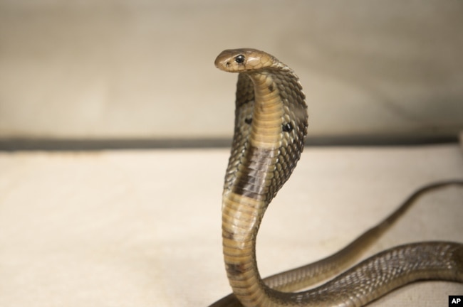 FILE - A Dec. 18, 2015, photo provided by the Wildlife Conservation Society, shows an 18-inch, one-year-old cobra is shown. Cobras and vipers are among the most venomous snakes in Myanmar.