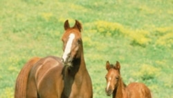 A mare and colt in field of yellow flowers