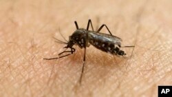 Muỗi Aedes lây truyền virus Zika. (Ảnh tư liệu)
