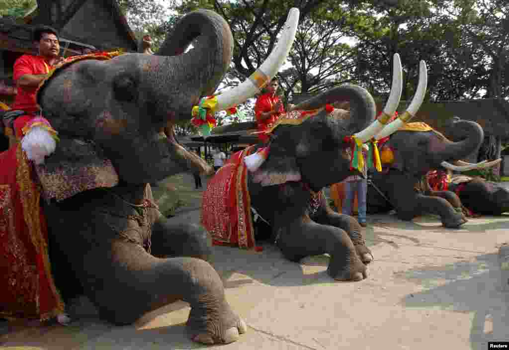 Mahouts pray while sitting on top of elephants during Thailand&#39;s National Elephant Day in the ancient Thai capital Ayutthaya.