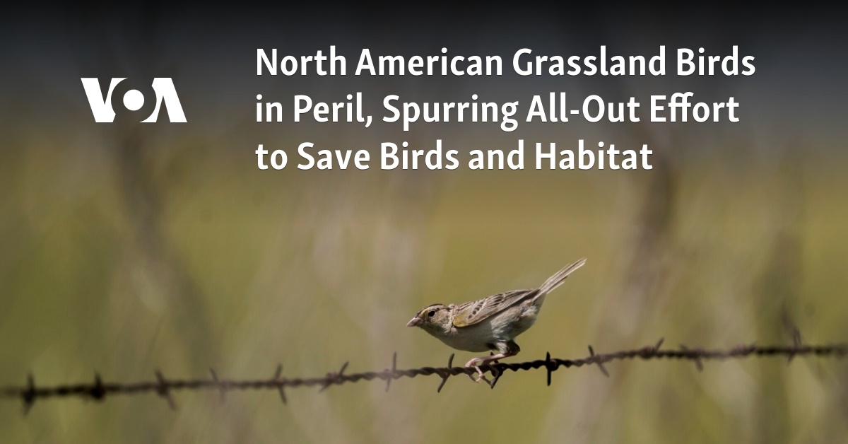 North American Grassland Birds in Peril, Spurring All-out Effort to ...