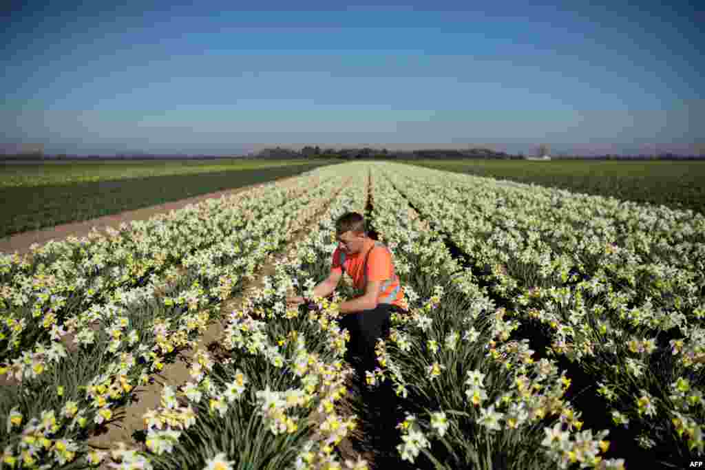 Matthew Hayes, an employee of Taylors Bulbs, inspects a crop of Spring Dawn daffodils on the company's farm near Holbeach in eastern England.