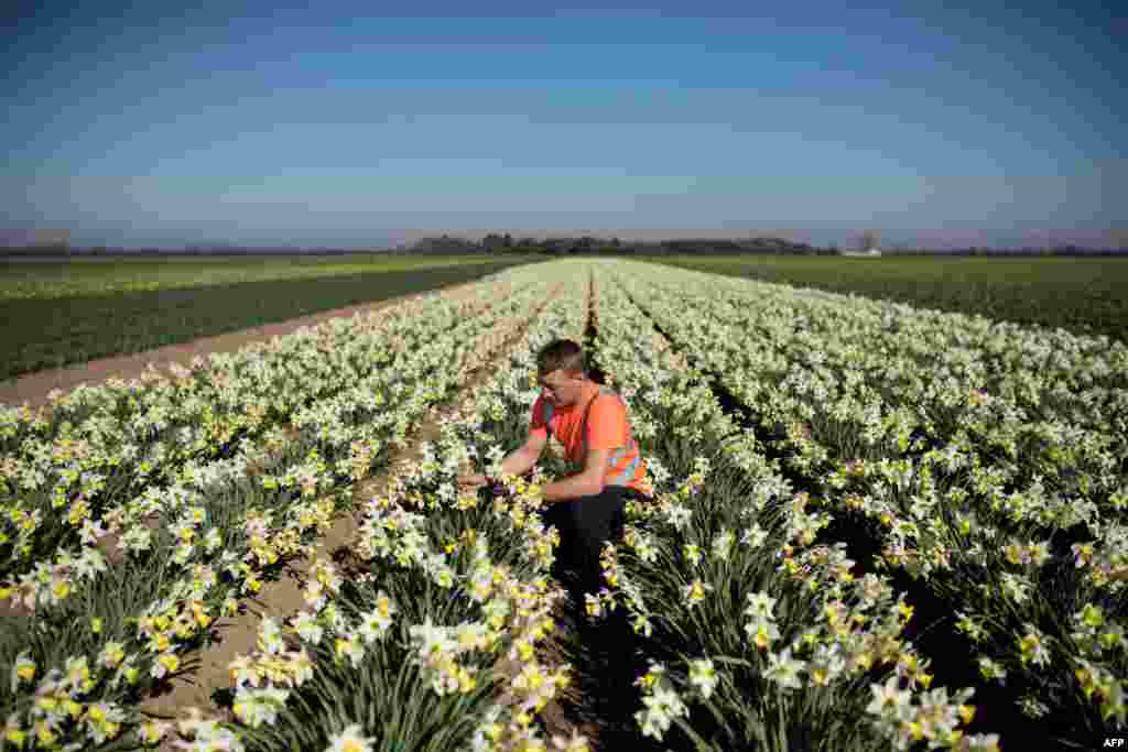 Matthew Hayes, an employee of Taylors Bulbs, inspects a crop of Spring Dawn daffodils on the company&#39;s farm near Holbeach in eastern England.