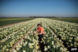 Matthew Hayes, an employee of Taylors Bulbs, poses for a photograph as he inspects a crop of Spring Dawn daffodils on the company's farm near Holbeach in eastern England, on February 25, 2019.