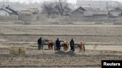 North Korean farmers walk past a field on Hwanggumpyong Island, near the town of Sinuiju, March 2, 2012. 