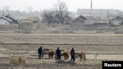 FILE - North Korean farmers lead ox carts as they walk past a field on Hwanggumpyong Island, in the middle of the Yalu River near the town of Sinuiju.