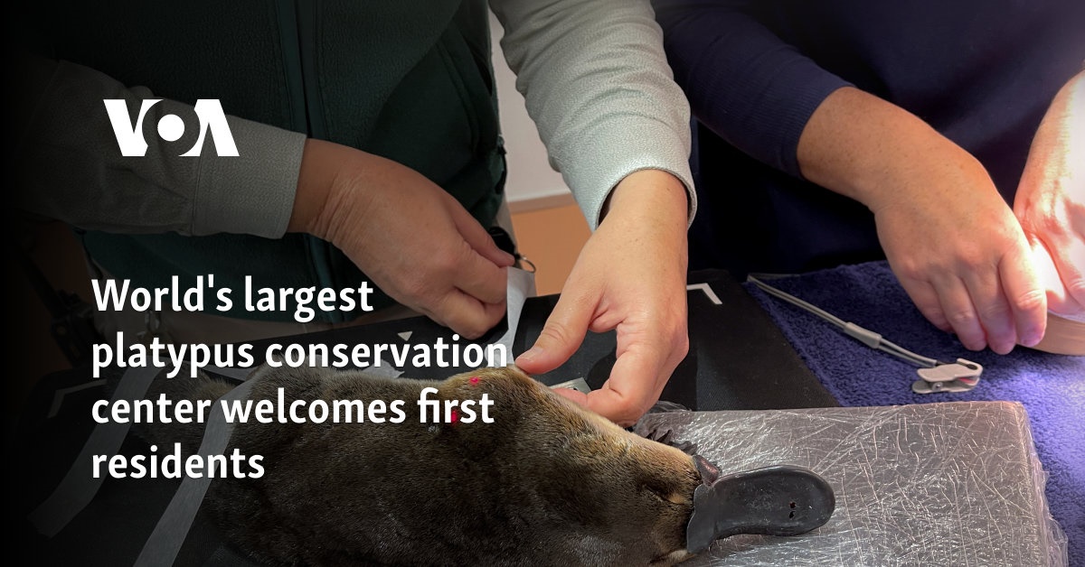 World’s largest platypus conservation center welcomes first residents