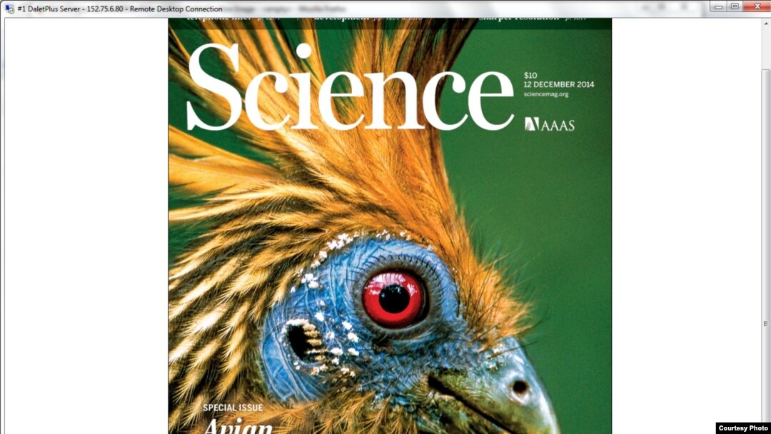 A special issue of the journal Science presents the most reliable avian tree to date based on genomic sequences of 48 bird species. Photo: © Flip De Nooyer/Foto Natura/Minden Pictures/Corbis
