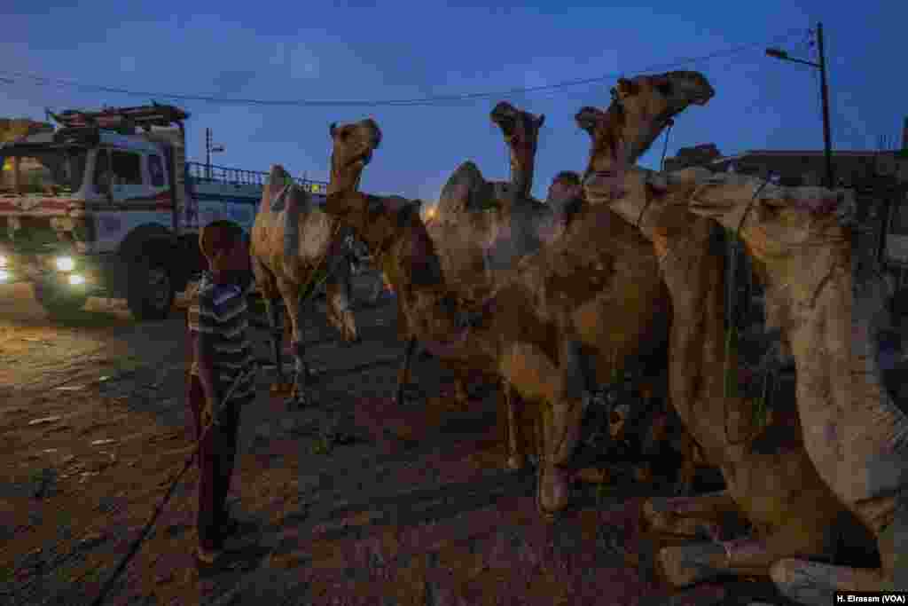 Opening day at Cairo’s Birqash camel market. In the pre-dawn hours, a boy – stick in hand – keeps camels in place for the start of a busy trading day.