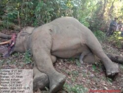 Gajah Sumatera yang ditemukan mati kuat dugaan dibunuh manusia di Kabupaten Indragiri Hulu, Riau, Rabu 15 April 2020. (Foto: Courtesy/BBKSDA Riau)