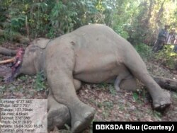 Gajah Sumatera yang ditemukan mati kuat dugaan dibunuh manusia di Kabupaten Indragiri Hulu, Riau, Rabu 15 April 2020. (Foto: Courtesy/BBKSDA Riau)