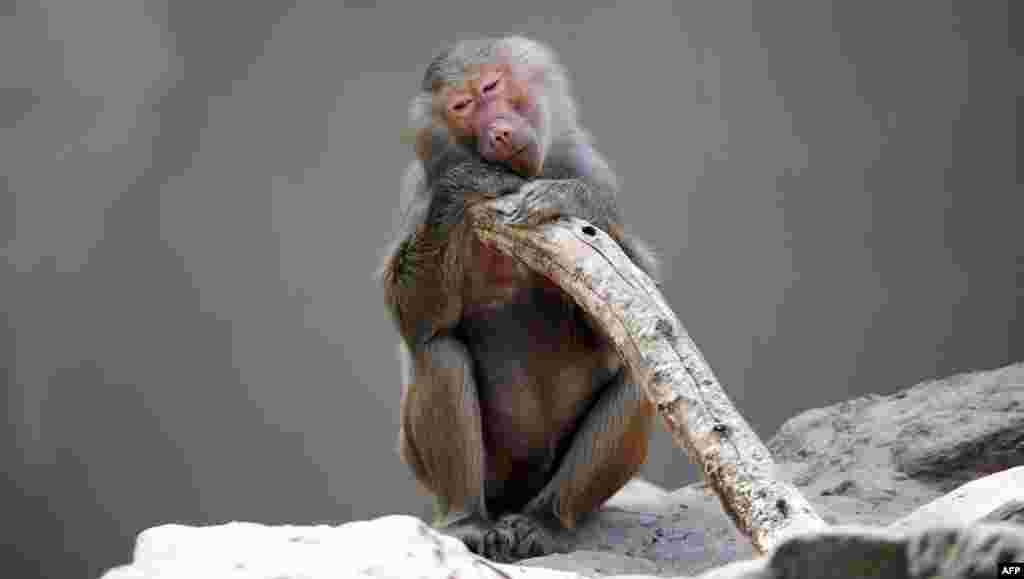 Một con khỉ ngồi trong bóng rợp tại sở thú Berlin, Đức.