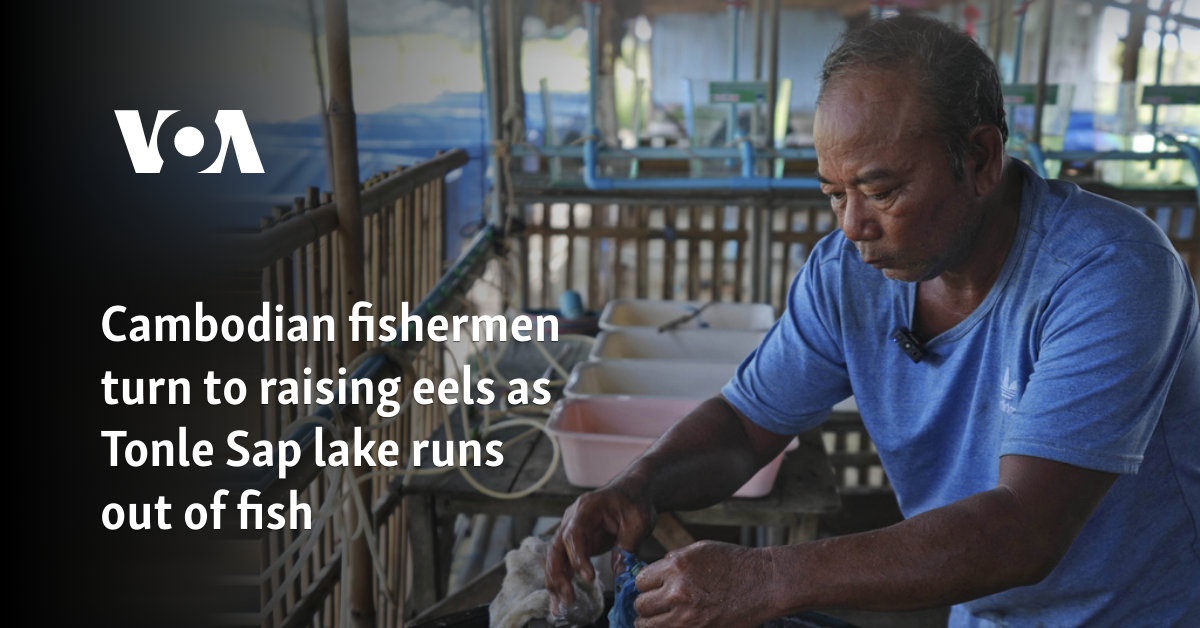 Cambodian fishermen turn to raising eels as Tonle Sap lake runs out of fish