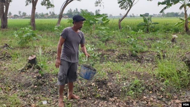 Petani Wahidin saat bekerja di lahan yang akan dibangun pura, Rabu (15/5/2019). Foto: Sasmito