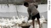 10,000 Ducks Dead Near Vietnam Border