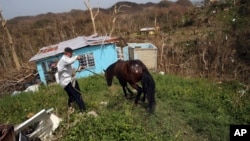 Jose Trinidad collects his horse, which survived Hurricane Maria, as he walks down to his destroyed home, in Montebello, Puerto Rico, in the aftermath of the hurricane, Sept. 26, 2017. 