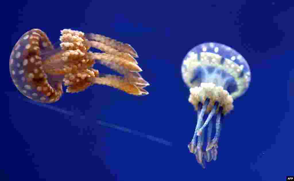 Jellyfish swim at the Jerusalem aquarium, Oct. 21, 2017.