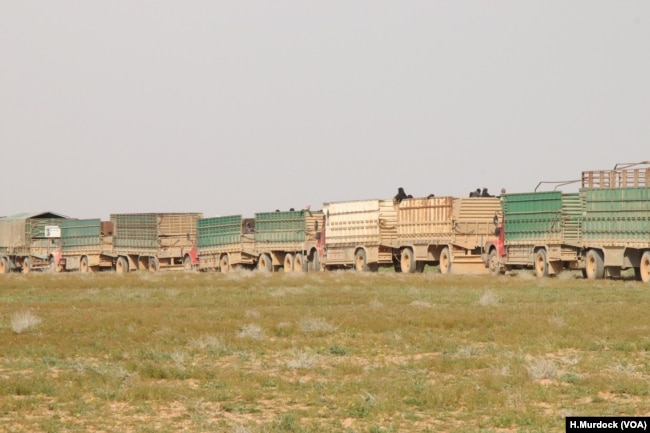 Trucks carry people, sometimes as many as 1,000, daily from the fighting in Baghuz to safer areas as the battles drag on, near Baghuz in Deir el-Zour, Syria, Feb. 26, 2019. (H.Murdock/VOA)