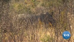 Zimbabwe: Practice of Dehorning Rhinos is Paying Off