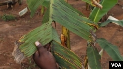 A banana leaf affected with black sigatoka at the National Agricultural Research Organization, Uganda, Sept. 13, 2013. (Hilary Heuler/VOA)