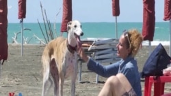 بازگشایی ساحل مخصوص سگ‌ها در نزدیکی پایتخت ایتالیا