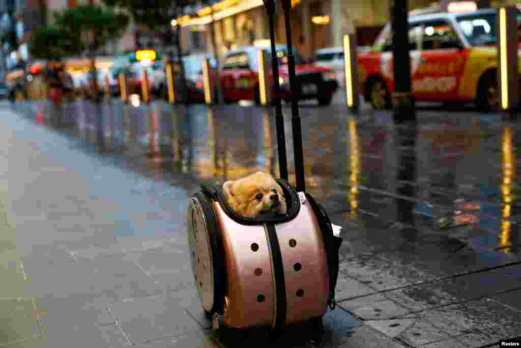 A Pomeranian dog sits in a rolling pet carrier in Hong Kong, China.