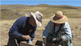 Excavations at Wilamaya Patjxa, Peru. (Photo: Randall Haas)