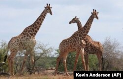 Giraffe in the Kriger National Park, South Africa