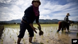 Thai farmers plants a rice crop near Mae Sariang, Thailand. Rice has been the food stable for Thai people for centuries and plays a crucial role in the essence of their culture, (File).