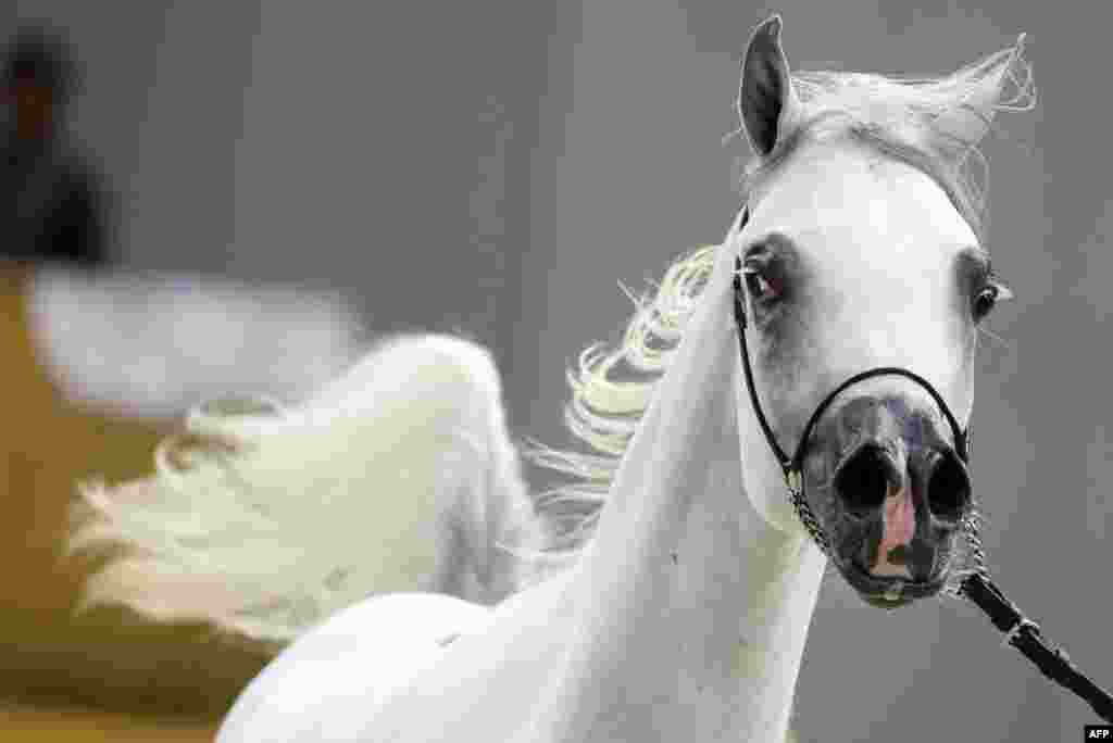 An Arabian Class 9 Mare, yearling colts section, is seen during the Dubai International Arabian Horse Championship in the Gulf emirate, UAE. The championship is a competition for purebred Arabian horses which parade during the three-day event to showcase their beauty and talents.