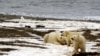 Seekor beruang kutub dan dua anaknya di pantai Laut Beaufort di Area 1002 Suaka Margasatwa Nasional Arktik, 21 Desember 2005. (Foto: Perpustakaan Dinas Perikanan dan Perlindungan Satwa Liar Alaska via REUTERS)