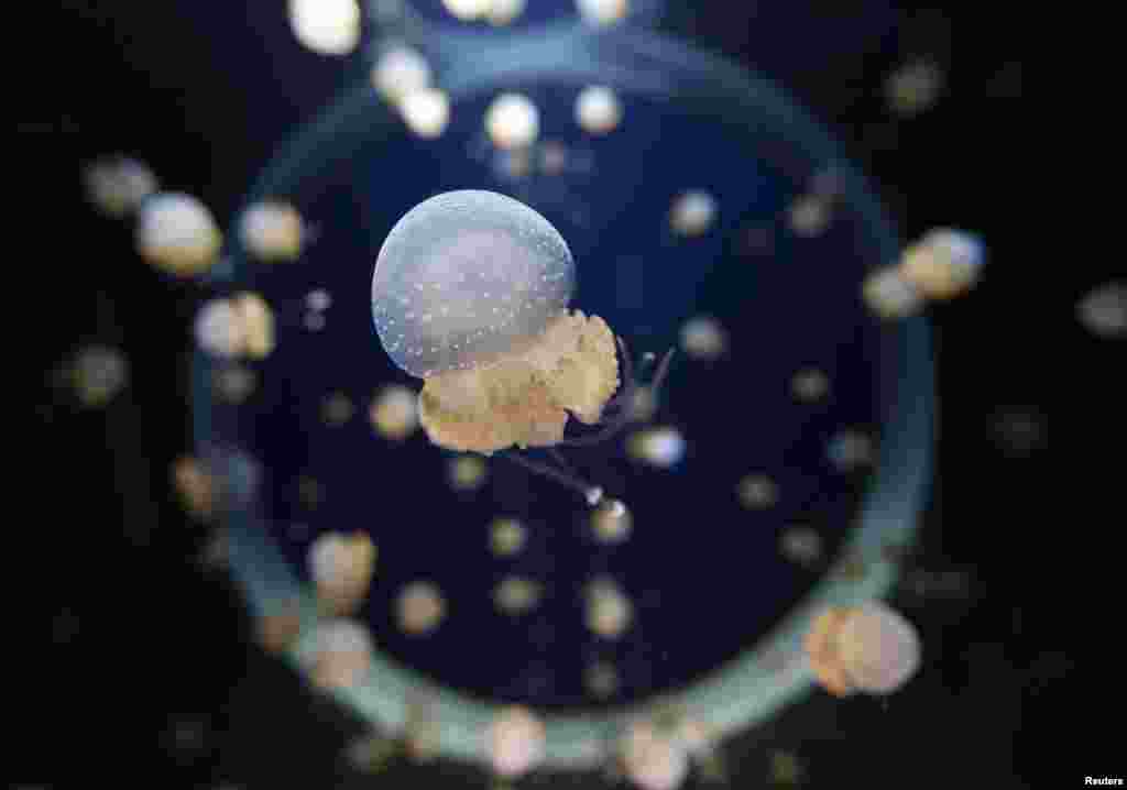 A jellyfish is seen at the aquarium La Rochelle, France.