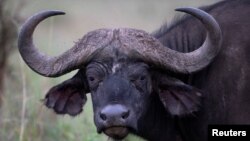 FILE: An African buffalo grazes at Nairobi National Park near Nairobi, Kenya May 12, 2017