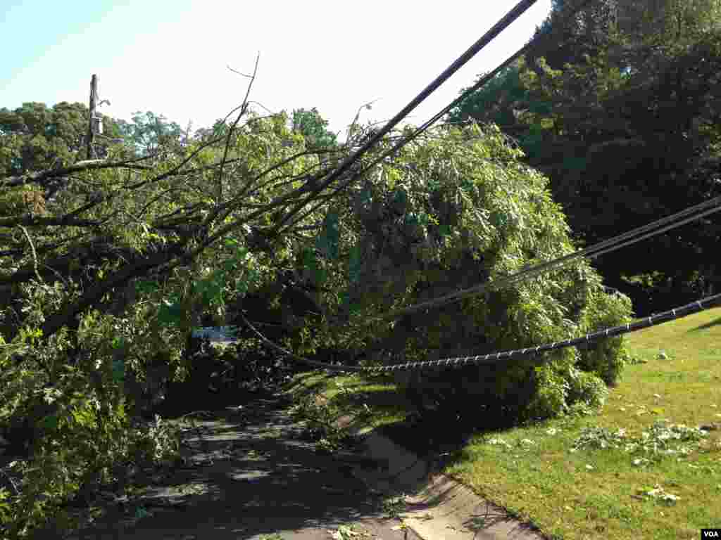 A downed tree that hit power lines, Bethesda, Maryland, July 1, 2012. (G. Conway/VOA)