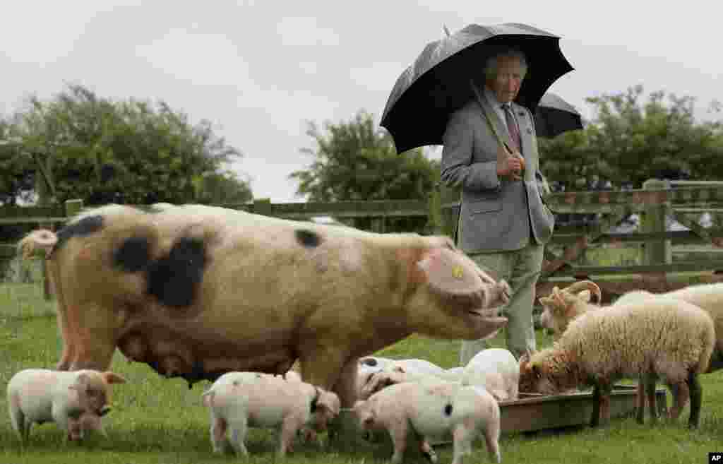 Britain&#39;s Prince Charles looks at a Gloucestershire Old Spot pig with her piglets during a visit to Cotswold Farm Park in Guiting Power near Cheltenham, England.