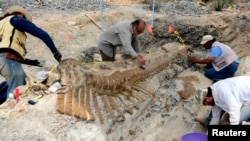 Trabajadores y paleontólogos del Instituto Nacional de Antropología de México recobran la cola de un dinosaurio en la municipalidad de General Cepeda, Coahuila.