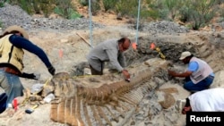 National Institute of Anthropology and History (INAH) workers and paleontologists work on the recovery of a fossilized tail of a duck-billed dinosour, or hadrosaur.