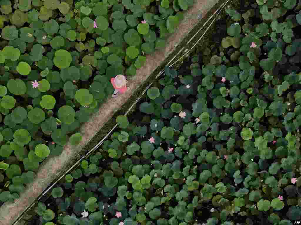 An aerial view shows a tourist walking cross a lotus pond in Shuangxi district, in New Taipei City, Taiwan.