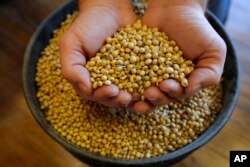 FILE - Justin Roth holds a handful of soybeans at the Brooklyn Elevator in Brooklyn, Iowa, Nov. 21, 2018.