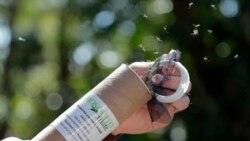 Patrick Kelly, Field Operations Manager with Mosquito Mate, releases Wolbachia-infected male mosquitoes, Thursday, Feb. 8, 2018, in South Miami, Fla. (AP Photo/Lynne Sladky)