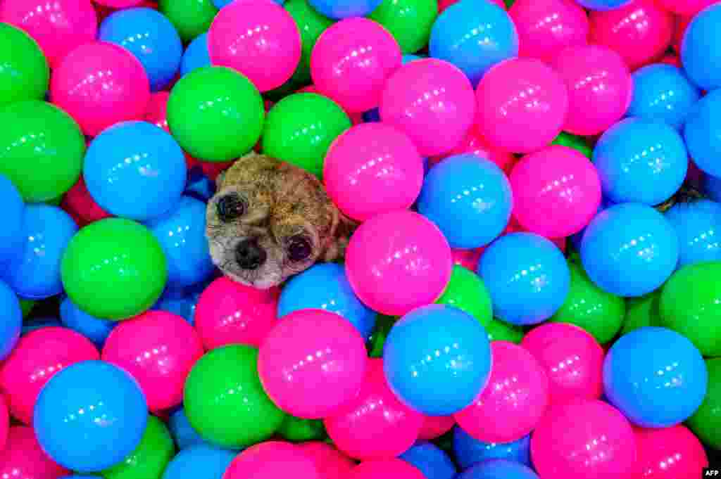 A chihuahua sits in a pool full of plastic balls at the 10th Thailand international Pet Variety Exhibition in Bangkok.