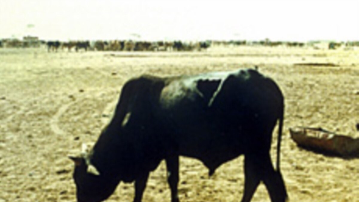 Cattle Plague Declared Eradicated   7EB045FE 5535 459C AE83 5282C9258630 W1200 R1 